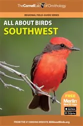 Book cover of All About Birds Southwest by Cornell Lab of Ornithology