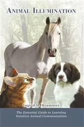 Book cover of Animal Illumination by Ingrid M Brammer