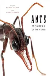 Book cover of Ants by Eleanor Spicer Rice