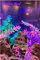 Book cover of Aquarium Heart by Jenny Prater