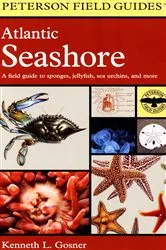 Book cover of Atlantic Seashore by Kenneth L. Gosner