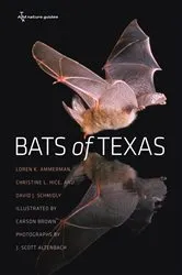 Book cover of Bats of Texas by Unknown