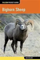 Book cover of Bighorn Sheep by Jack Ballard