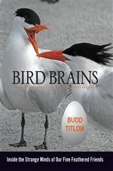 Book cover of Bird Brains by Budd Titlow