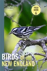 Book cover of Birds of New England by Zach Adams