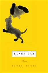 Book cover of Black Lab by Unknown
