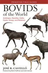 Book cover of Bovids of the World by José R. Castelló