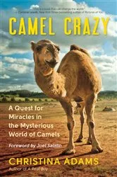 Book cover of Camel Crazy by Christina Adams