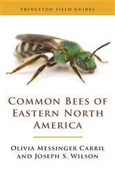 Book cover of Common Bees of Eastern North America by Olivia Messinger Carril