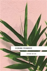 Book cover of Evening Primrose: a heart-wrenching novel for our times by Kopano Matlwa