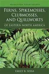 Book cover of Ferns, Spikemosses, Clubmosses, and Quillworts of Eastern North America by Emily Sessa