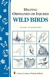 Book cover of Helping Orphaned or Injured Wild Birds by Diane Scarazzini