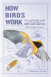 Book cover of How Birds Work: An Illustrated Guide to the Wonders of Form and Function - from Bones to Beak (How Nature Works) by Marianne Taylor
