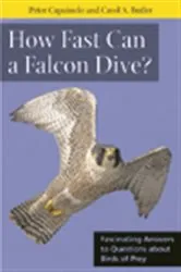 Book cover of How Fast Can A Falcon Dive? by Peter Capainolo