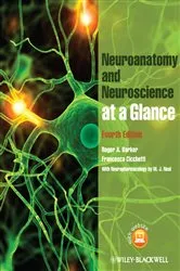 Book cover of Neuroanatomy and Neuroscience at a Glance (4th ed.) by Roger A. Barker