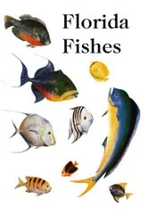 Book cover of Saltwater Florida Fishes by Rube Allyn