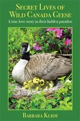Book cover of Secret Lives of Wild Canada Geese by Barbara Klide