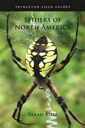 Book cover of Spiders of North America by Sarah Rose