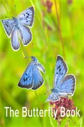 Book cover of The Butterfly Book by Andrew Fusek Peters