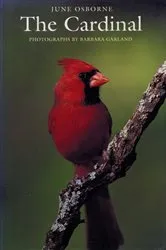 Book cover of The Cardinal by Alison Weir