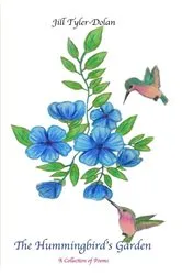 Book cover of The Hummingbird's Garden by Unknown