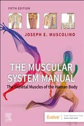 Book cover of The Muscular System Manual - E-Book (5th ed.) by Joseph E. Muscolino DC