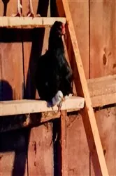 Book cover of The Pec-Tacular World of Back Yard Chickens by N/A