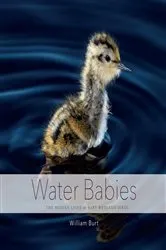 Book cover of Water Babies: The Hidden Lives of Baby Wetland Birds by William Burt