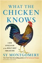 Book cover of What the Chicken Knows by Sy Montgomery