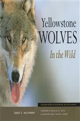 Book cover of Yellowstone Wolves in the Wild by James C Halfpenny